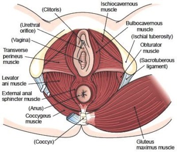 Мышцы тазового дна картинка